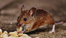 24 Hour & Emergency Exterminators in Wyncote, PA